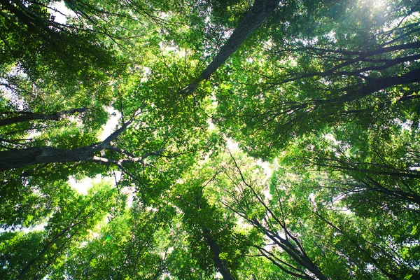 Sfondo della foresta — Foto Stock