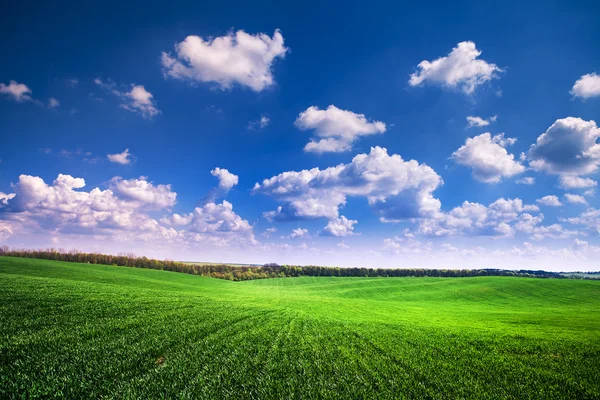 Hierba verde — Foto de Stock