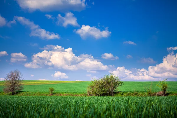 Field with blue heaven — Stock Photo, Image