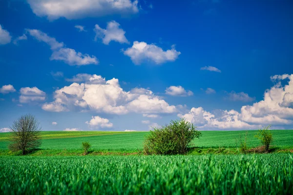 Campo con cielo blu — Foto Stock