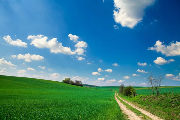 Feld mit blauem Himmel — Stockfoto
