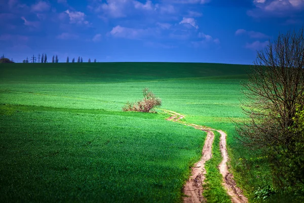 Feld mit blauem Himmel — Stockfoto