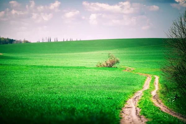 Schöne grüne Wiese am Morgen — Stockfoto