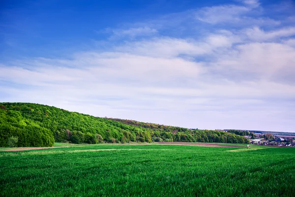 Hierba verde bajo el cielo —  Fotos de Stock