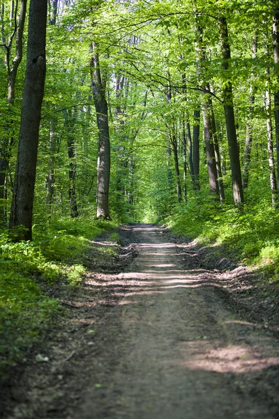 Schöner grüner Wald — Stockfoto