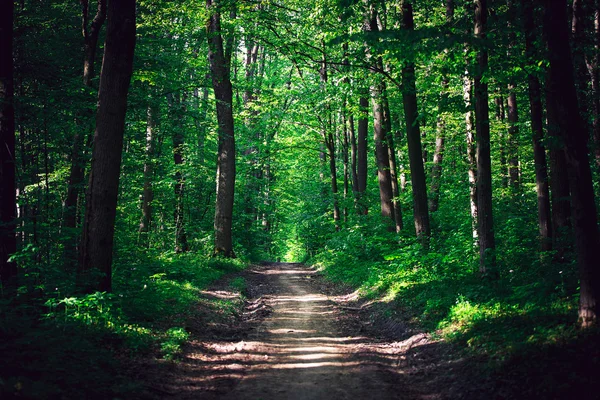 Hermoso bosque verde —  Fotos de Stock