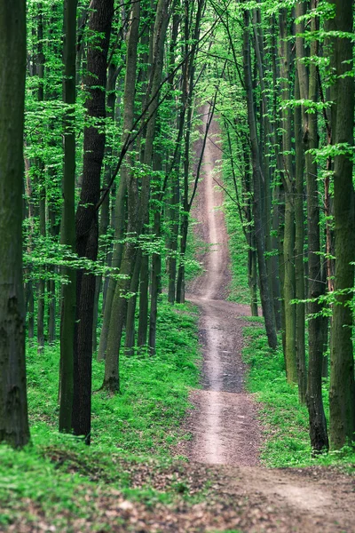 Bella foresta verde — Foto Stock