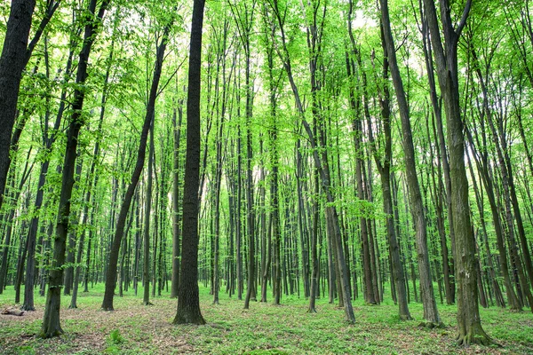 Grüner Wald — Stockfoto