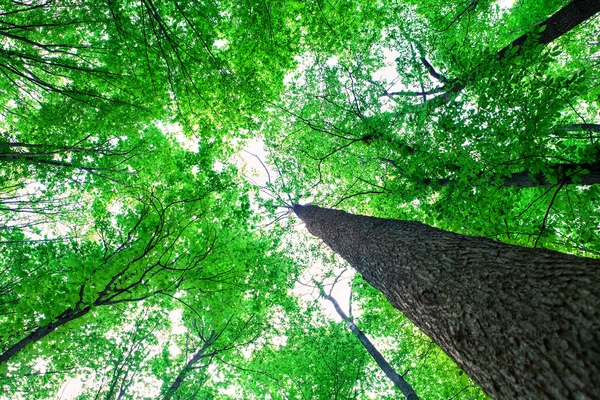 Alberi della foresta natura — Foto Stock