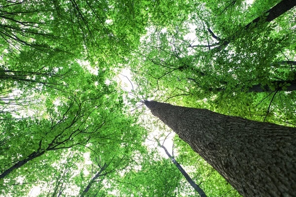 Natura sfondo verde — Foto Stock