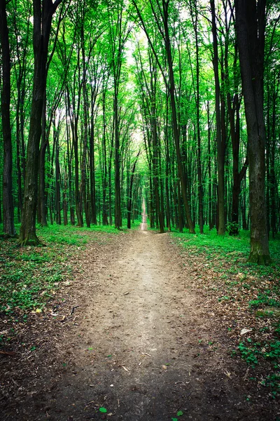 Prachtig bos — Stockfoto