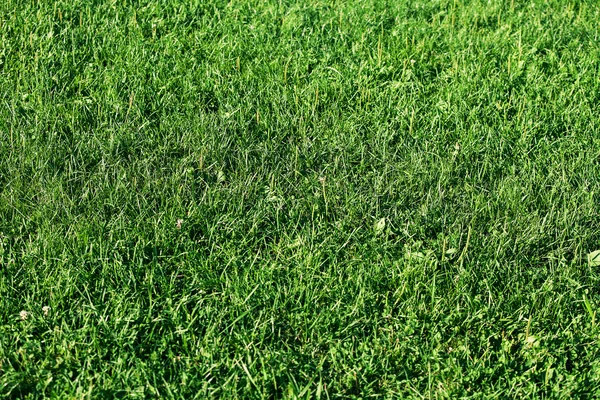 草の滴 — ストック写真