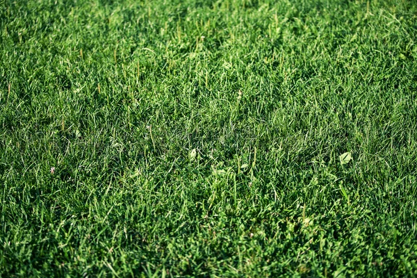 Gräs med droppar — Stockfoto