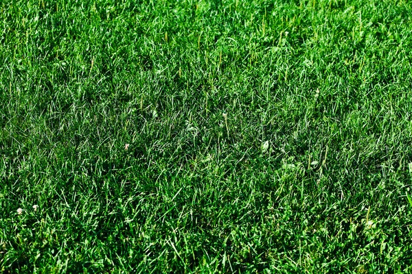 Grass with water drops — Stock Photo, Image