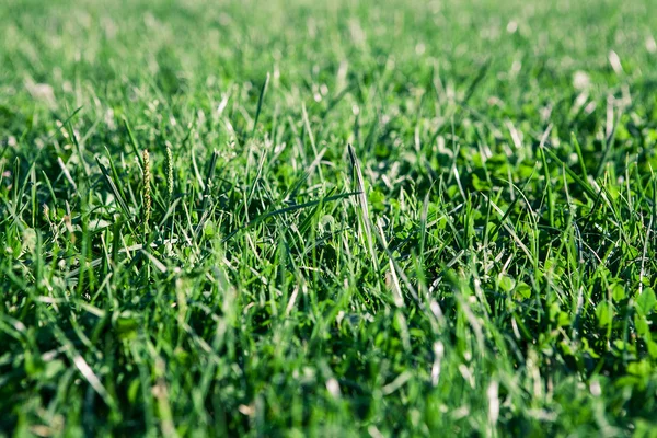 Campo verde y cielo — Foto de Stock