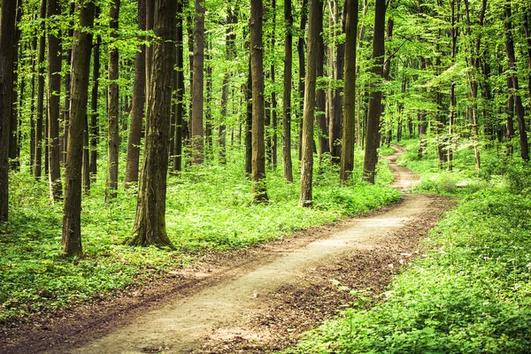 Groen bos — Stockfoto