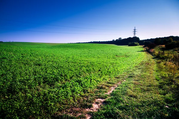 Erba verde — Foto Stock