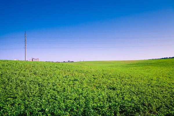 Green grass — Stock Photo, Image