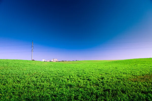 Green grass — Stock Photo, Image