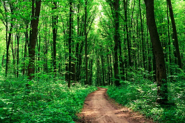 Grüner Wald — Stockfoto