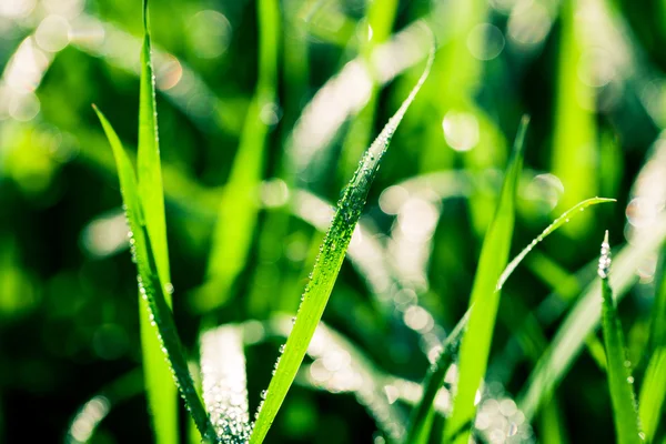 Gocce d'acqua — Foto Stock