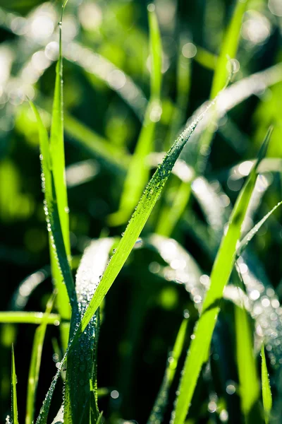 Water drops on green — Stock Photo, Image