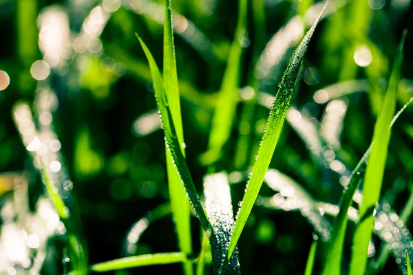 Gocce d'acqua sul verde — Foto Stock