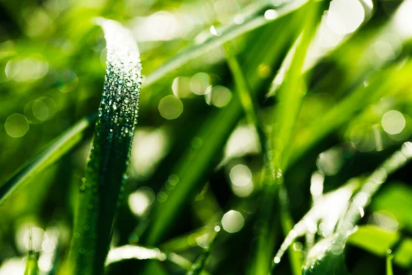 Drops on grass — Stock Photo, Image