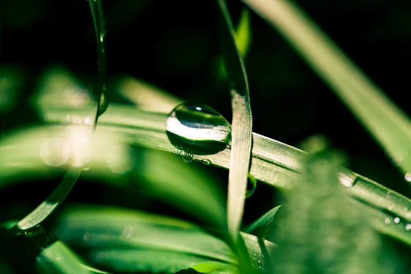 Drops on grass — Stock Photo, Image