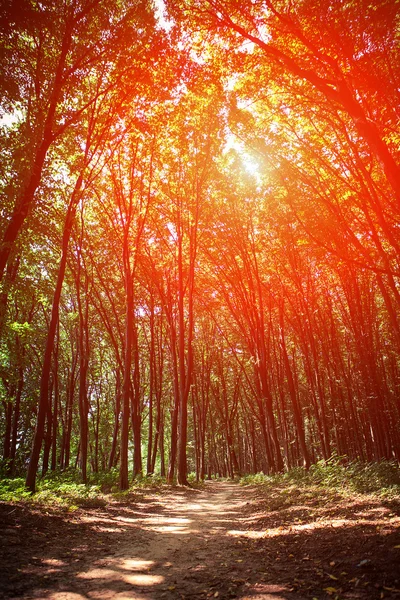 Prachtige groene woud — Stockfoto