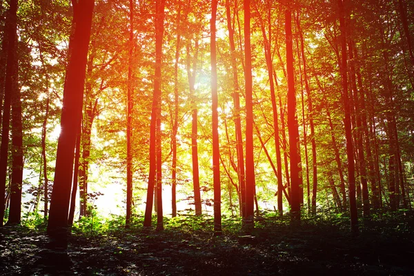 Hermoso bosque verde — Foto de Stock