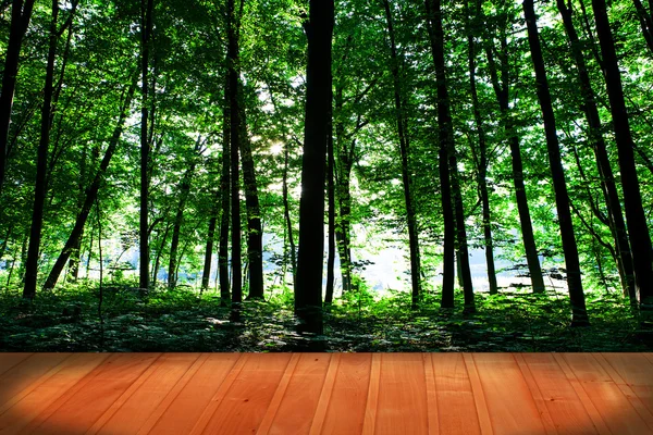 木製の床を持つフォレスト — ストック写真