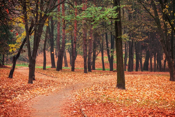 Herbst im Park — Stockfoto