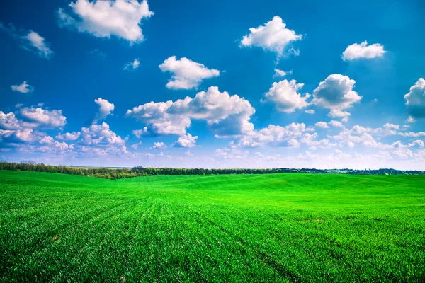 Campo verde bela manhã com céu azul — Fotografia de Stock