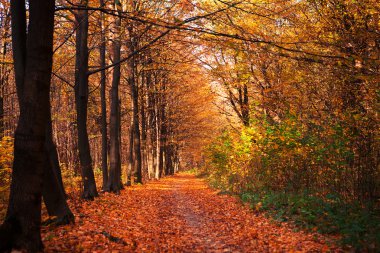 Sonbahar orman ağaçları. doğa yeşil ahşap güneş ışığı arka planı