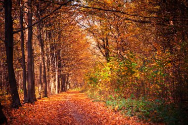 Sonbahar orman ağaçları. doğa yeşil ahşap güneş ışığı arka planı