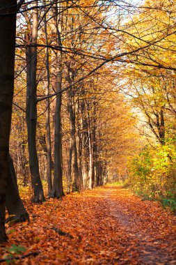Sonbahar orman ağaçları. doğa yeşil ahşap güneş ışığı arka planı