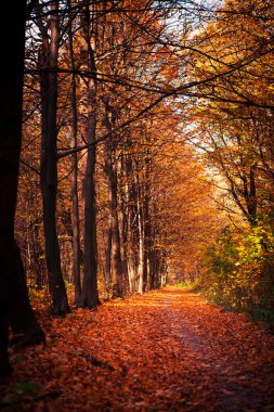 Sonbahar orman ağaçları. doğa yeşil ahşap güneş ışığı arka planı