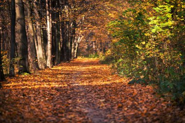 Sonbahar orman ağaçları. doğa yeşil ahşap güneş ışığı arka planı
