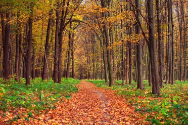Sonbahar orman ağaçları. doğa yeşil ahşap güneş ışığı arka planı