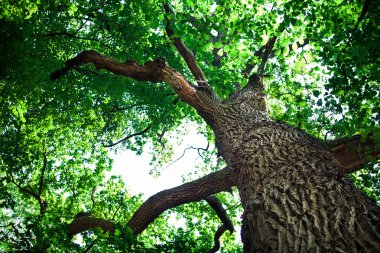Orman ağaçları doğa yeşil ahşap güneş ışığı arka planı