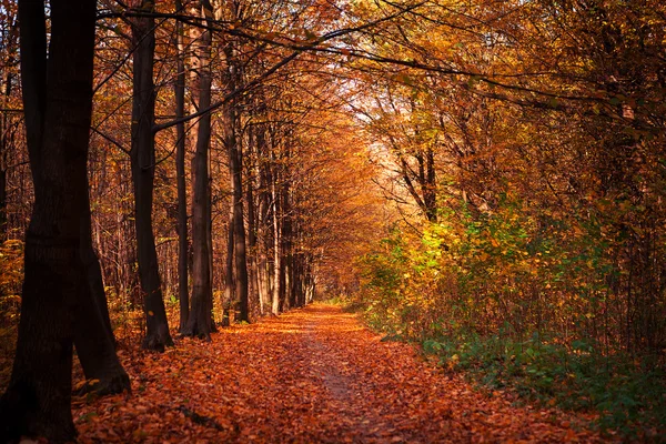 Herfstbosbomen. natuur groen hout zonlicht achtergronden — Stockfoto