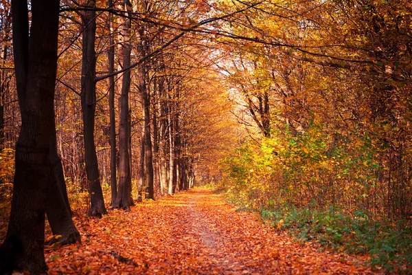 Sonbahar orman ağaçları. doğa yeşil ahşap güneş ışığı arka planı — Stok fotoğraf