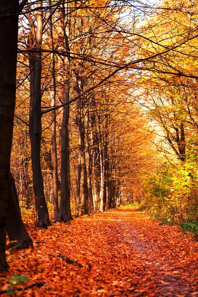 Sonbahar orman ağaçları. doğa yeşil ahşap güneş ışığı arka planı — Stok fotoğraf