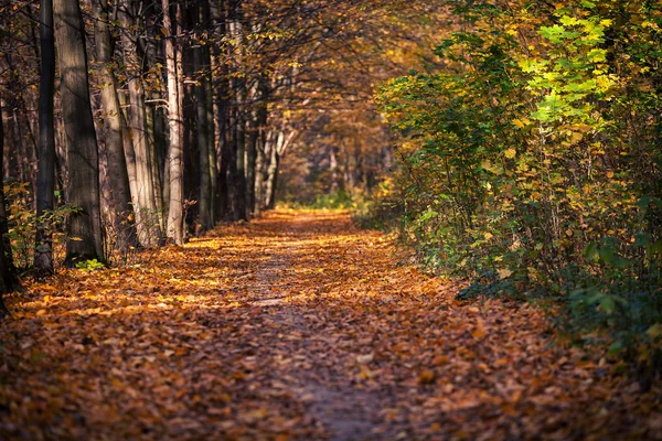 Jesienne drzewa leśne. natura zielone drewno sunlight tła — Zdjęcie stockowe