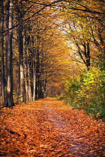 Alberi della foresta autunnale. natura verde legno luce del sole sfondi — Foto Stock