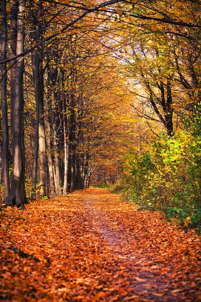Höstens skogsträd. natur grönt trä solljus bakgrunder — Stockfoto