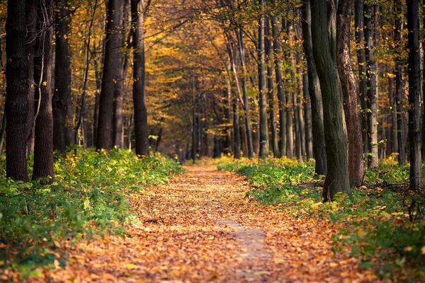 秋の森の木。緑の木漏れ日の背景 — ストック写真