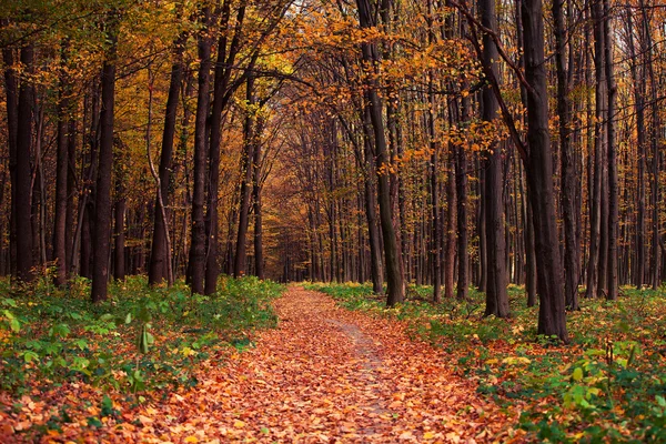 Árboles del bosque de otoño. naturaleza madera verde luz del sol fondos — Foto de Stock