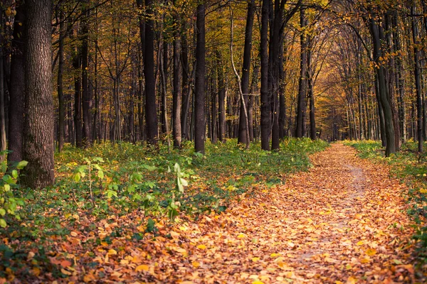 Herfstbosbomen. natuur groen hout zonlicht achtergronden — Stockfoto